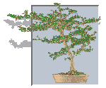 [Bonsai Image - Horace's Black Olive]