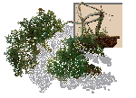 [Bonsai Image]