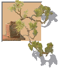 [Bonsai Image - Horace's Juniper]