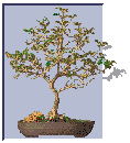 [Bonsai Image]