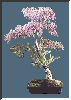 Bonsai Image - Shanti Bithi Wisteria